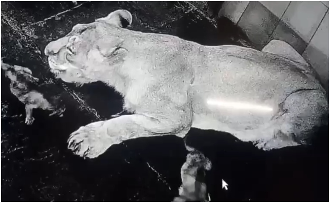 Rajasthan: आमेर के नाहरगढ़ बायोलॉजिकल पार्क में तारा शेरनी ने दिया था दो शावकों को जन्म, एक की मौत 